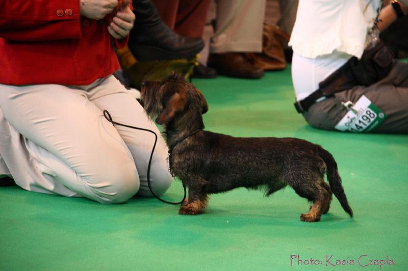 Crufts2011_2 509.jpg